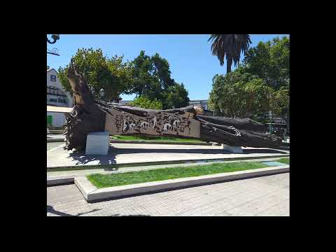 Arbol caido - Plaza de Armas de Quillota