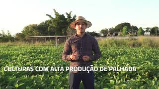 Sistema plantio direto na palha