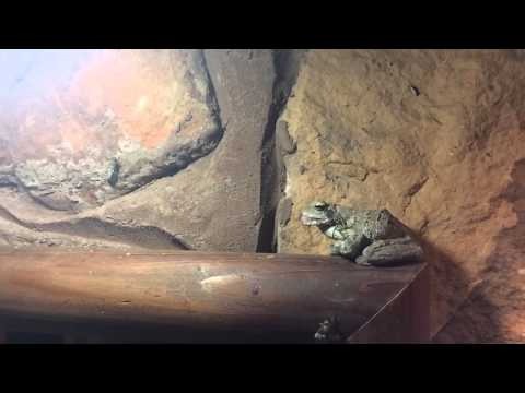 Foam Nest Frog (female)