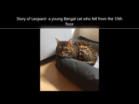 Rehabilitation from fractured pelvis and nerve damage - Bengal cat Leopard