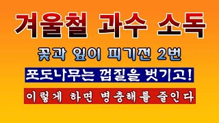 [텃밭농부 1,796]  겨울철 과일나무에 꽃과 잎이 피기 전에 줄기를 소독하는 방법 #과수소독