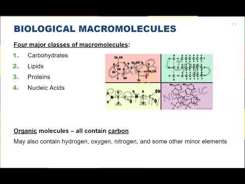 Chapter 3 - Biological Macromolecules