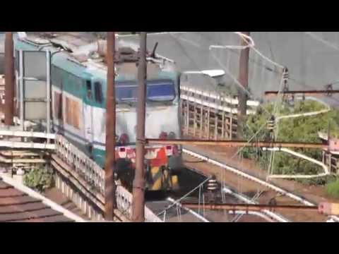 Coppia di caimani in piena trazione