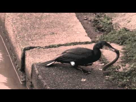 cormorant swallowing huge eel