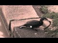 Cormorant Swallowing Huge Eel