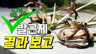 내가 (뿌리) 제일 잘나와~
