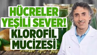 Canlı Besinlerle Hücre Tedavisi Mümkün Mü? | Melek Feyza Karaman | Doktor Fitt