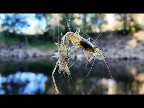 Murray Cod Fishing Tips: 5 Best Murray Cod Baits