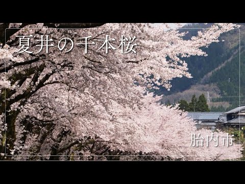 【春爛漫】夏井の千本桜