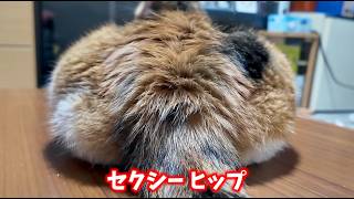 三毛猫フミ姫様😽　セクシーヒップ！✨