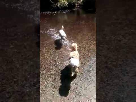 Batson's Happy Dogs video.