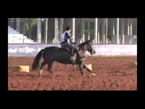 LOTE 028 ESTRELA DA MAYA