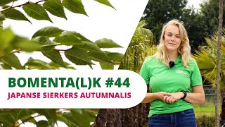 Japanse sierkers 'Autumnalis Rosea' video