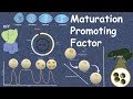 Mitosis Promoting Factor Animation