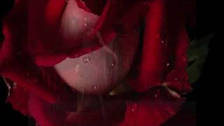 Bachata Rosa - Juan Luis Guerra (Te Regalo Una Rosa)