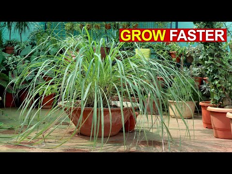 SECRETS TO GROW LOTS OF LEMON-GRASS FASTER | LEMON GRASS CARE TIPS