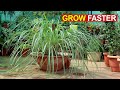 SECRETS TO GROW LOTS OF LEMON-GRASS FASTER | LEMON GRASS CARE TIPS