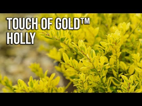Touch of Gold™ Holly - Great Foundation Plant