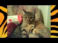 ABBA Tiger CD Version HD