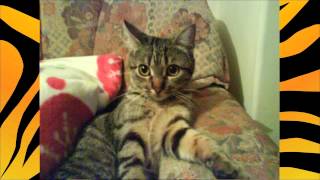 ABBA - Tiger (CD version) HD