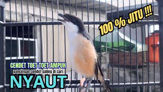 Download lagu cendet gacor TOETAN PANJANG MEWAH buat PANCINGAN CENDET AGAR BUNYI bikin BURUNG PENTET GACOR RESPON mp3
