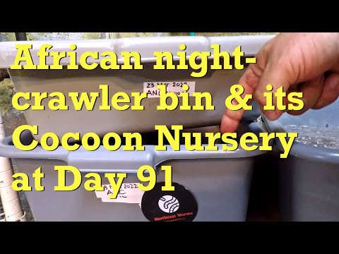 ANC worm bin & its cocoon nursery on day 91 - vermicompost