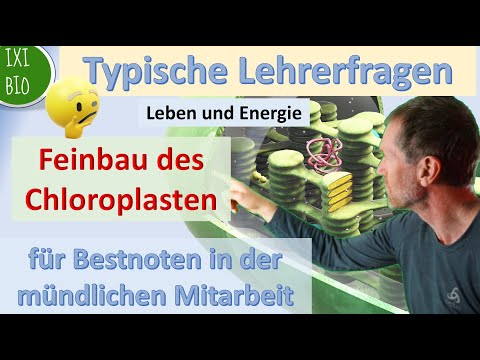 Chloroplast - Feinstruktur - Lehrerfragen und Schülerantworten -