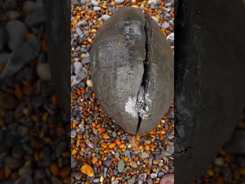Is this rock a dinosaur egg #fossils  #rock  #hunting  #ammonites  #shorts
