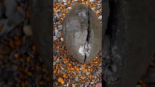 Download lagu Is this rock a dinosaur egg #fossils  #rock  #hunting  #ammonites  #shorts mp3