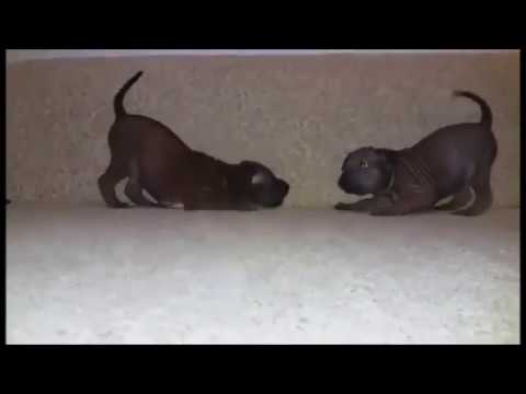 trd тайский риджбек(Thai_Ridgeback)  DJ Smash feat. Ridley