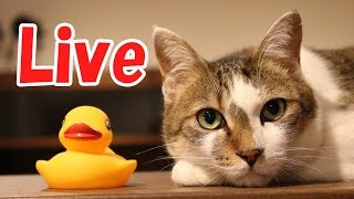 犬と猫とうさぎとインコのNyannTomoライブ！