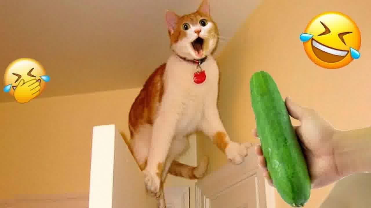 Cats with Comedy Chops 😆 Hilarious Moments of 2024 😂