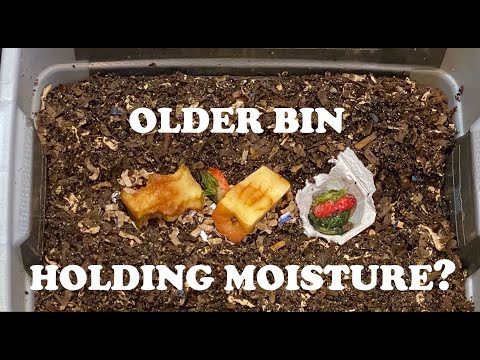 Older Worm Bin Too Wet? This May Be Why | Tiny Worm Bin Feeding #16 Vermicompost Worm Farm