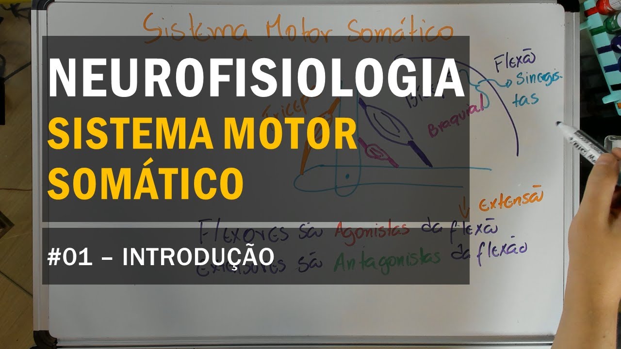 Sistema Motor Somático - #01 Introdução - Sistema Nervoso