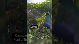 Download lagu Cara panen kopi sistem pagar di Brazil  #natural #agriculture #sengunglung #wisata mp3