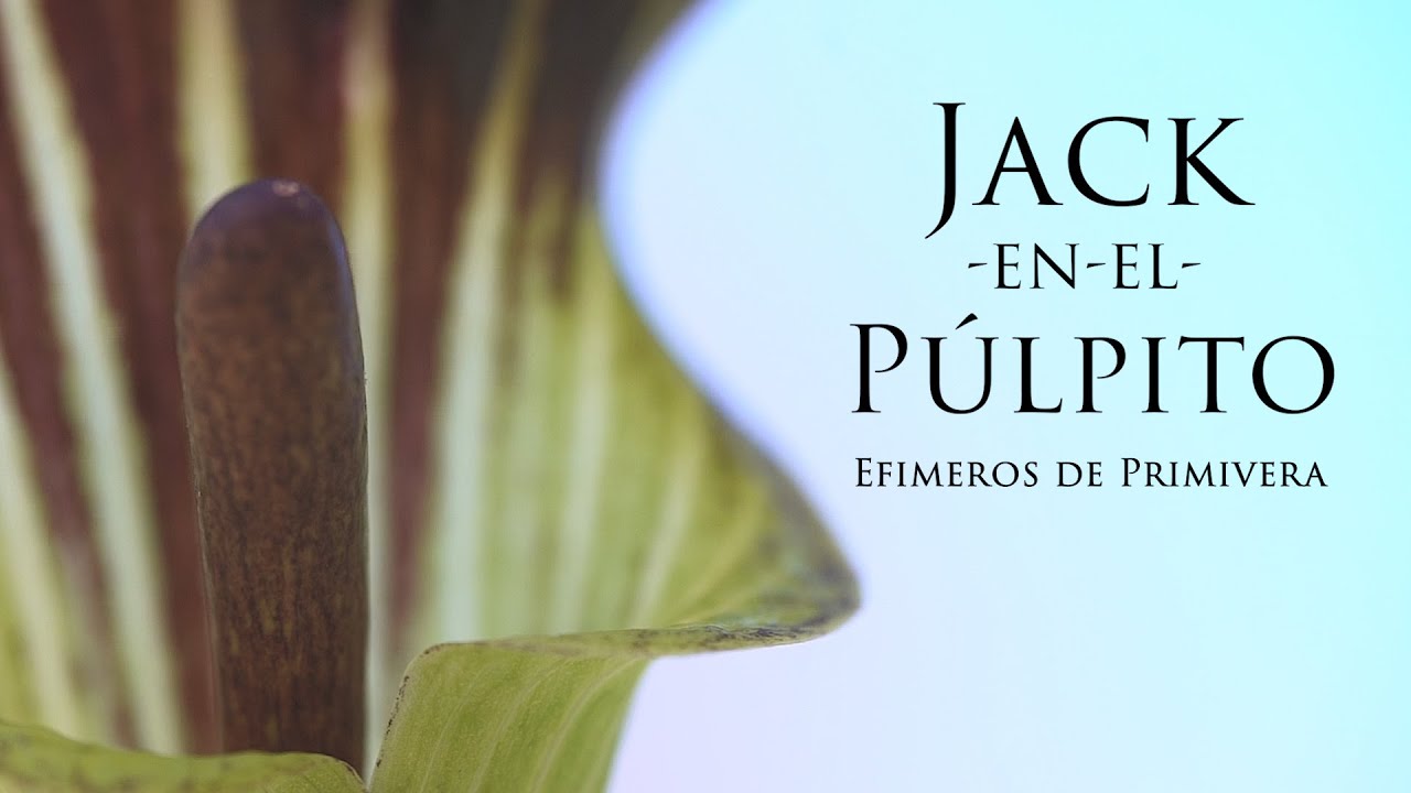 Jack-En-El-Pulpito