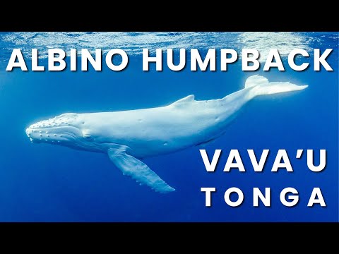 Siale the Albino Humpback Whale of Tonga