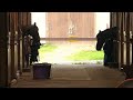 I Felt Violated Stable Owner In Norfolk Says Horse Was Assaulted By Man