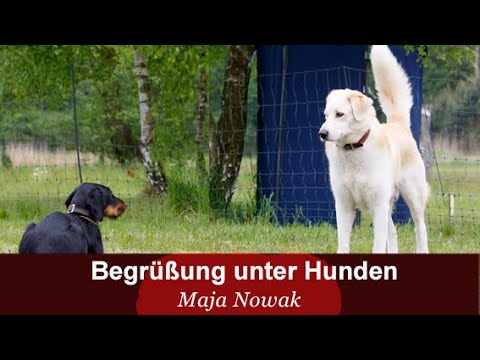 Greetings & social behavior among dogs - Maja Nowak