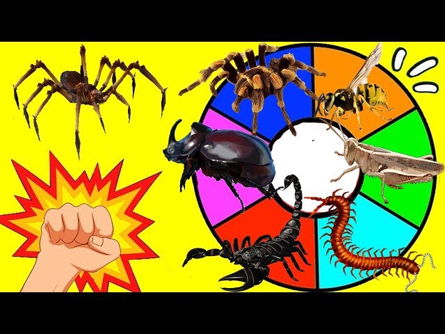 Vídeo relacionado con Papo - Figura de Araña Realista - 3 Años + - Colección Animales del Jardín - Juego Educativo Insectos - Idea de Regalo Juguete para Niña y Niño