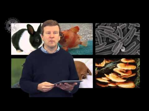 3.4. ASTROBIO - The Tree of Life