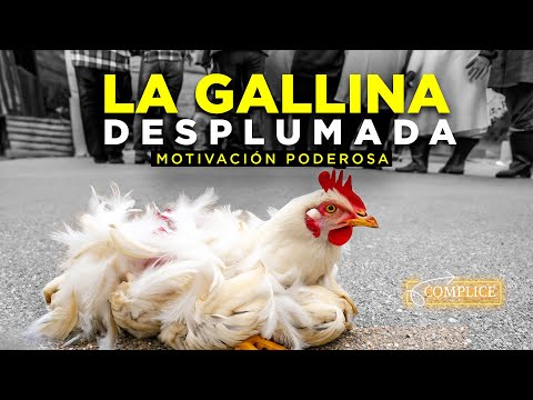 La GALLINA DESPLUMADA!! | ¡Descubriendo los Secretos del Amor! Motivación