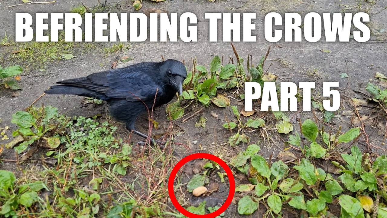 How close can we get? - Befriending the Crows