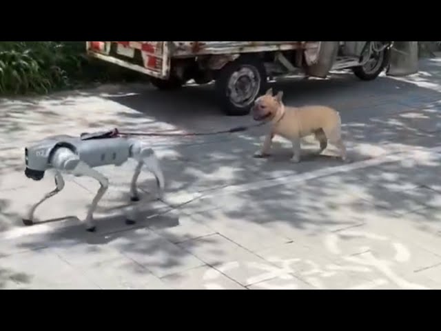 Perro robot paseando a un perro real se vuelve viral