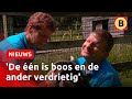 3 honden bijten 19 schapen dood op zorgboerderij | Omroep Brabant
