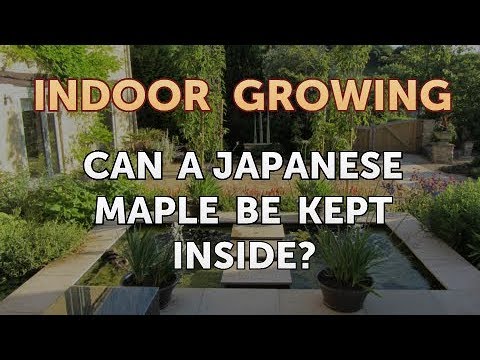 How to Regrow a Broken Aloe Leaf