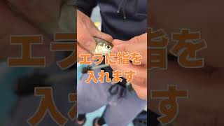 シロギスに針をのまれた時の針の外し方