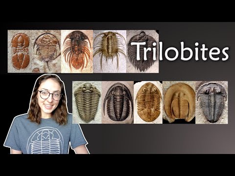Arthropoda (Pt. 2) Trilobites- Invertebrate Paleontology | GEO GIRL