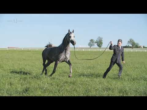 PRIDE OF POLAND / SUMMER SALE 2021 S/3 EMILIONA (Złoty Medal x Emily / Poganin)