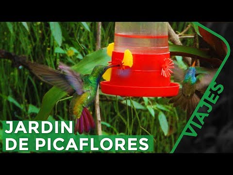 El secreto para atraer Colibríes a tu jardín - Iguazú Misiones